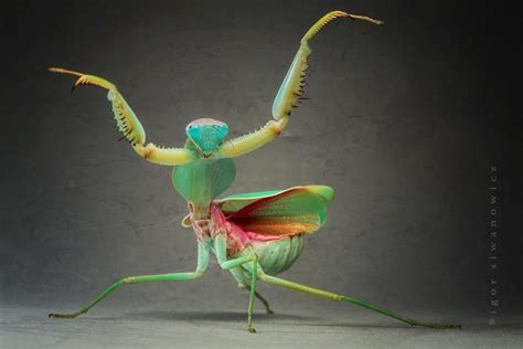 Why Do Praying Mantis Dance? – Unraveling the Secrets of This Mysterious Dance of Nature